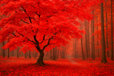Sport-Shirt in der Farbe Rot